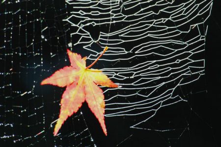 小菅トラウトガーデン 釣果