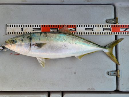 松本釣船２ 釣果