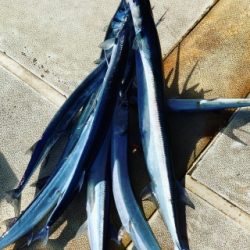 本部釣りイカダ 釣果