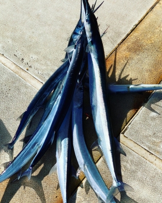 本部釣りイカダ 釣果