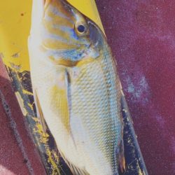 本部釣りイカダ 釣果