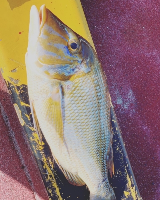 本部釣りイカダ 釣果