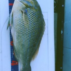 本部釣りイカダ 釣果