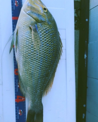 本部釣りイカダ 釣果