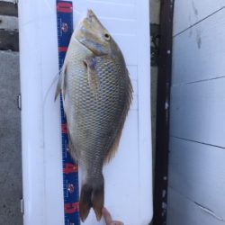 本部釣りイカダ 釣果