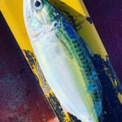 本部釣りイカダ 釣果