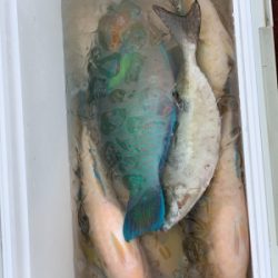 本部釣りイカダ 釣果