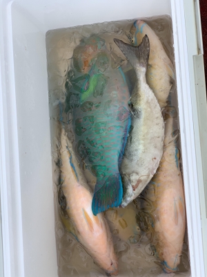 本部釣りイカダ 釣果