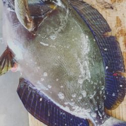 本部釣りイカダ 釣果