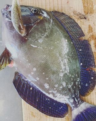 本部釣りイカダ 釣果