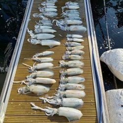 フィッシングボートACE(エース) 釣果