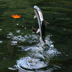 小菅トラウトガーデン 釣果