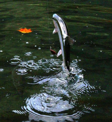 小菅トラウトガーデン 釣果