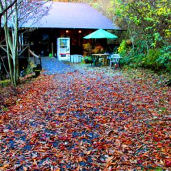 小菅トラウトガーデン 釣果