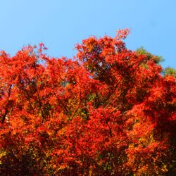 小菅トラウトガーデン 釣果