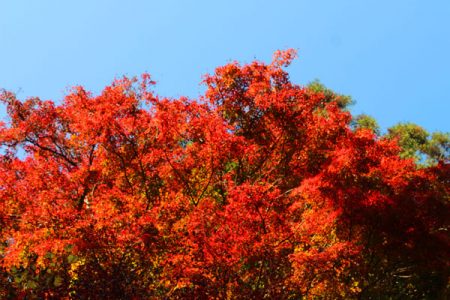 小菅トラウトガーデン 釣果