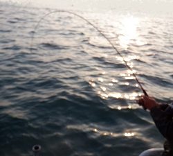 遊漁船 幸友丸 釣果