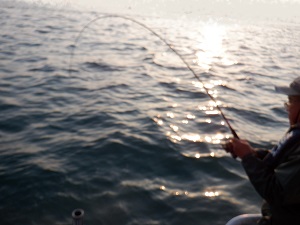 遊漁船 幸友丸 釣果