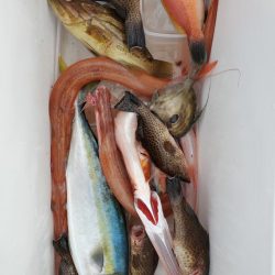 ブルーピア 釣果