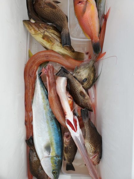 ブルーピア 釣果