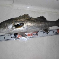 ルアー船マヒマヒ 釣果