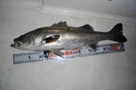 ルアー船マヒマヒ 釣果