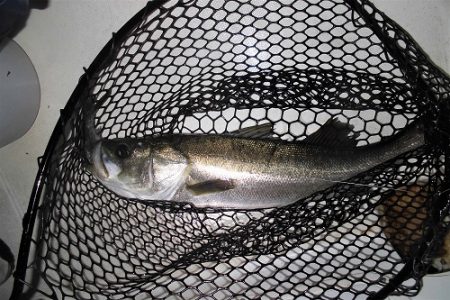 ルアー船マヒマヒ 釣果