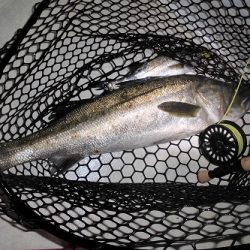 ルアー船マヒマヒ 釣果