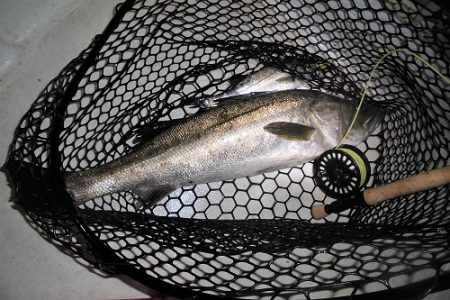 ルアー船マヒマヒ 釣果