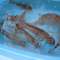 十八宝洋丸 釣果