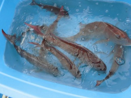 十八宝洋丸 釣果