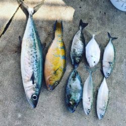 本部釣りイカダ 釣果