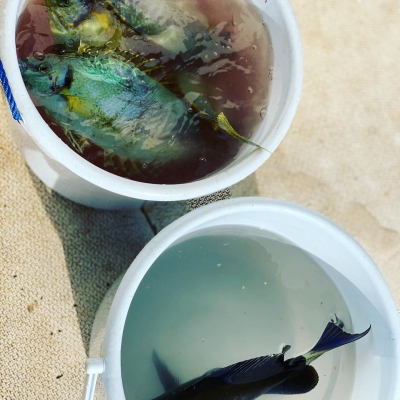 本部釣りイカダ 釣果