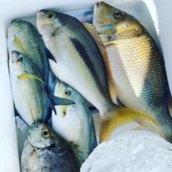 本部釣りイカダ 釣果