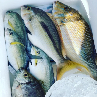 本部釣りイカダ 釣果