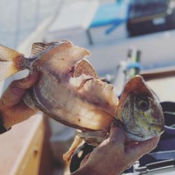 本部釣りイカダ 釣果