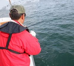 遊漁船 幸友丸 釣果