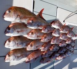 遊漁船 幸友丸 釣果