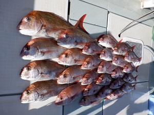 遊漁船 幸友丸 釣果