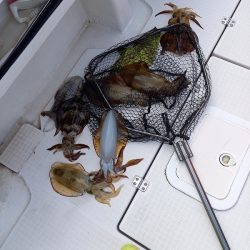 フィッシングボートACE(エース) 釣果