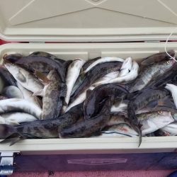 第八平成丸 釣果