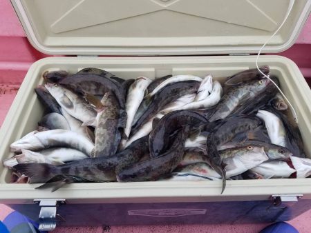 第八平成丸 釣果