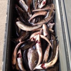 第八平成丸 釣果