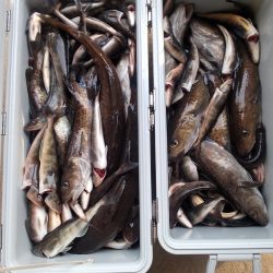 第八平成丸 釣果