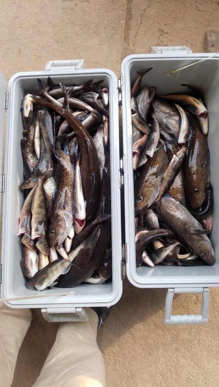 第八平成丸 釣果