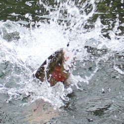 小菅トラウトガーデン 釣果