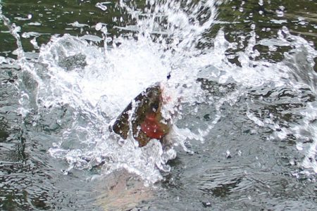 小菅トラウトガーデン 釣果