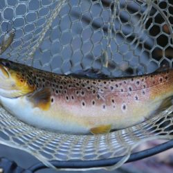 小菅トラウトガーデン 釣果