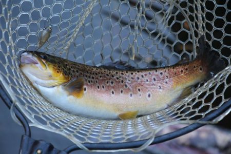 小菅トラウトガーデン 釣果