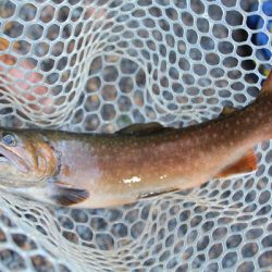 小菅トラウトガーデン 釣果